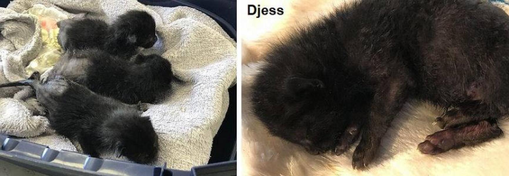 Kattenpraat