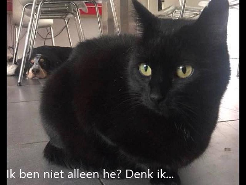 Kattenpraat