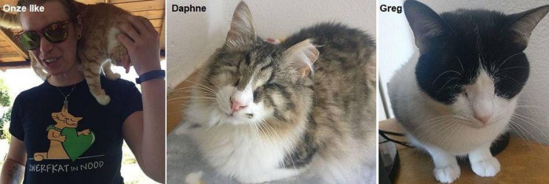 Kattenpraat