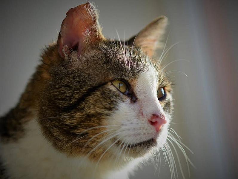Kattenpraat