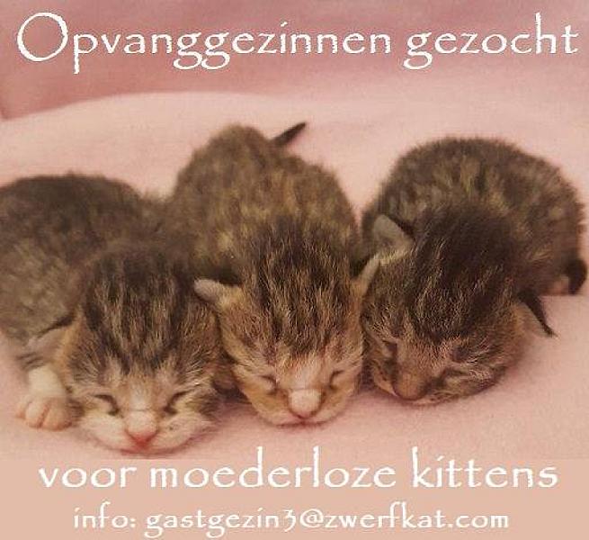 Kattenpraat