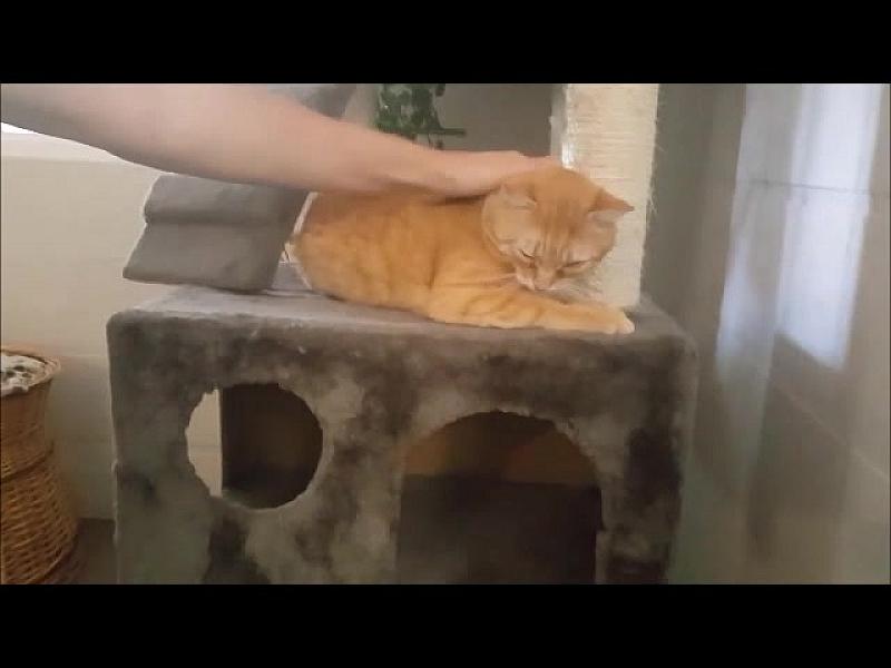 Kattenpraat