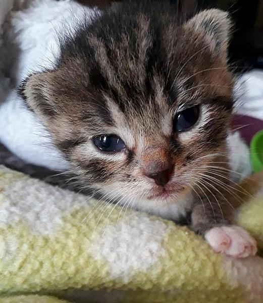 Kattenpraat