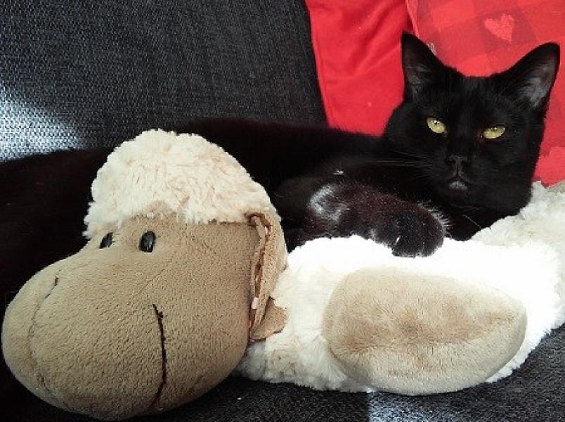 Kattenpraat