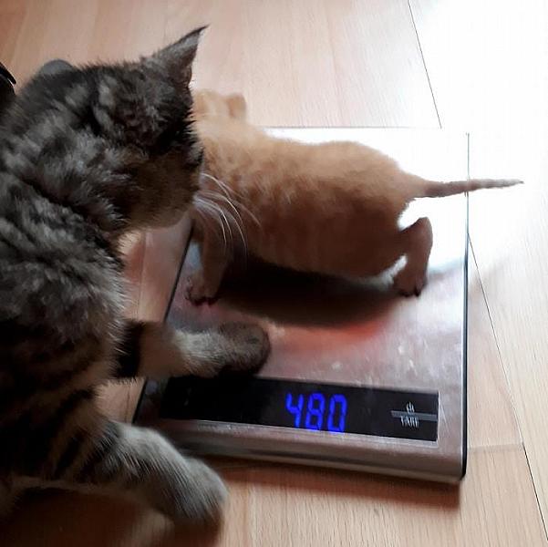 Kattenpraat