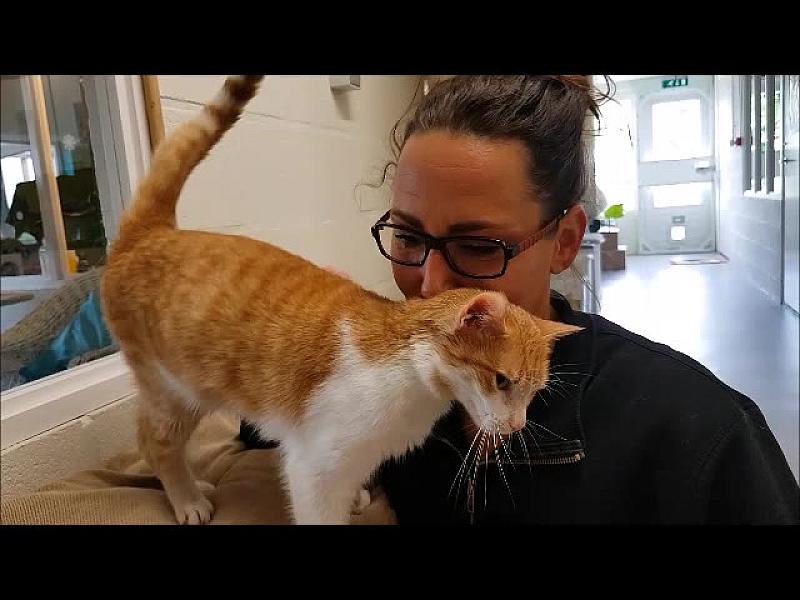 Kattenpraat