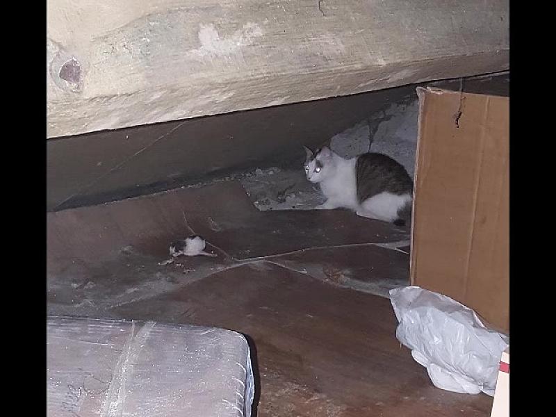 Kattenpraat