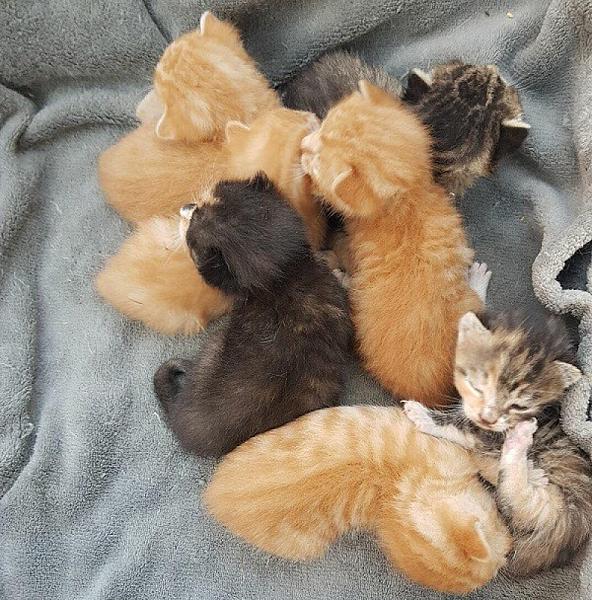 Kattenpraat