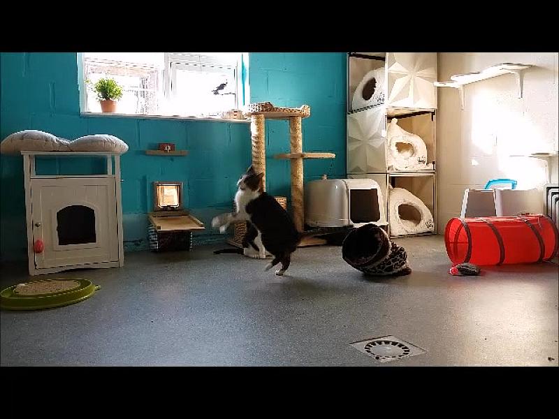 Kattenpraat