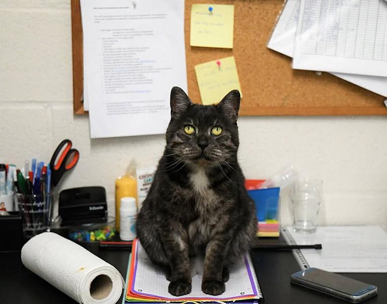 Kattenpraat