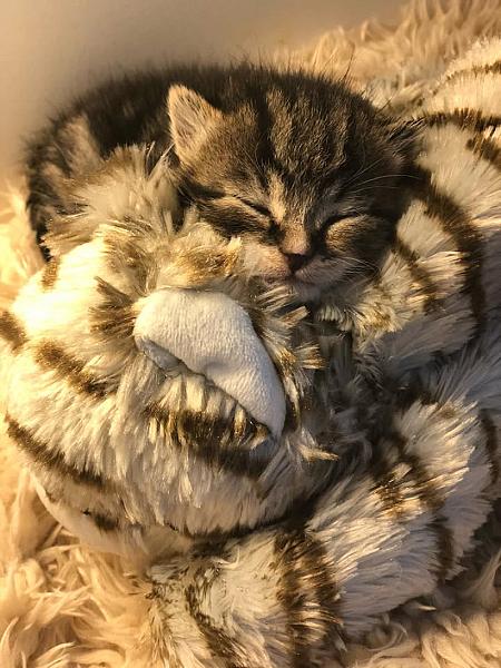 Kattenpraat