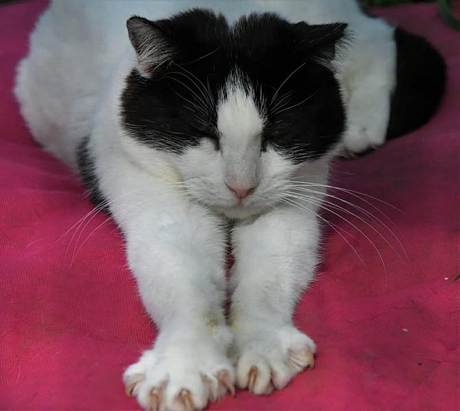 Kattenpraat