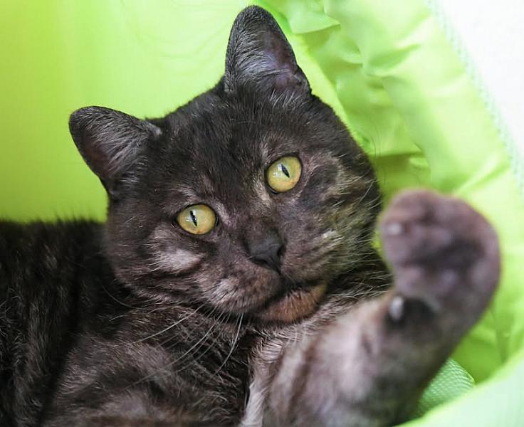 Kattenpraat