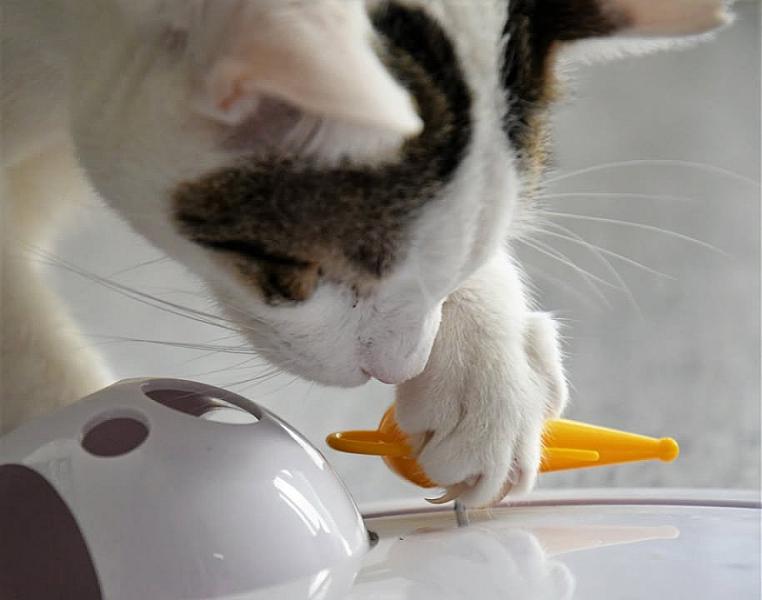 Kattenpraat