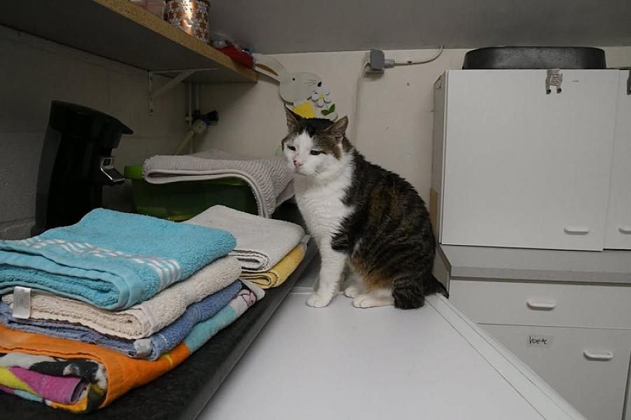 Kattenpraat