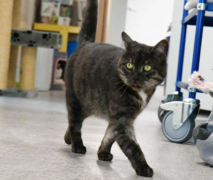 Kattenpraat