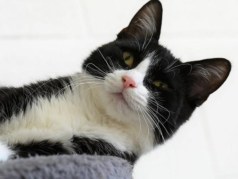 Kattenpraat