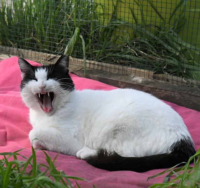 Kattenpraat