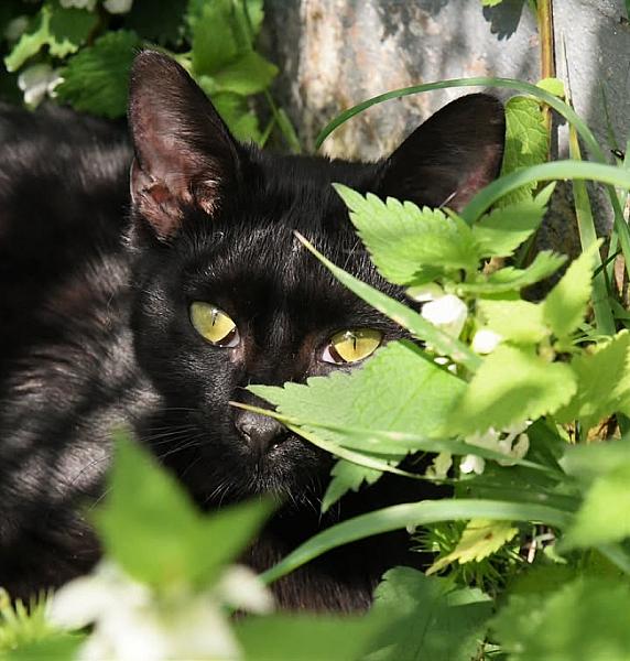 Kattenpraat