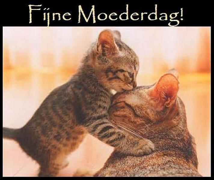 Kattenpraat