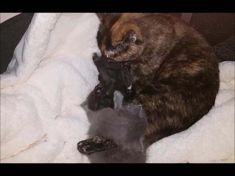 Kattenpraat