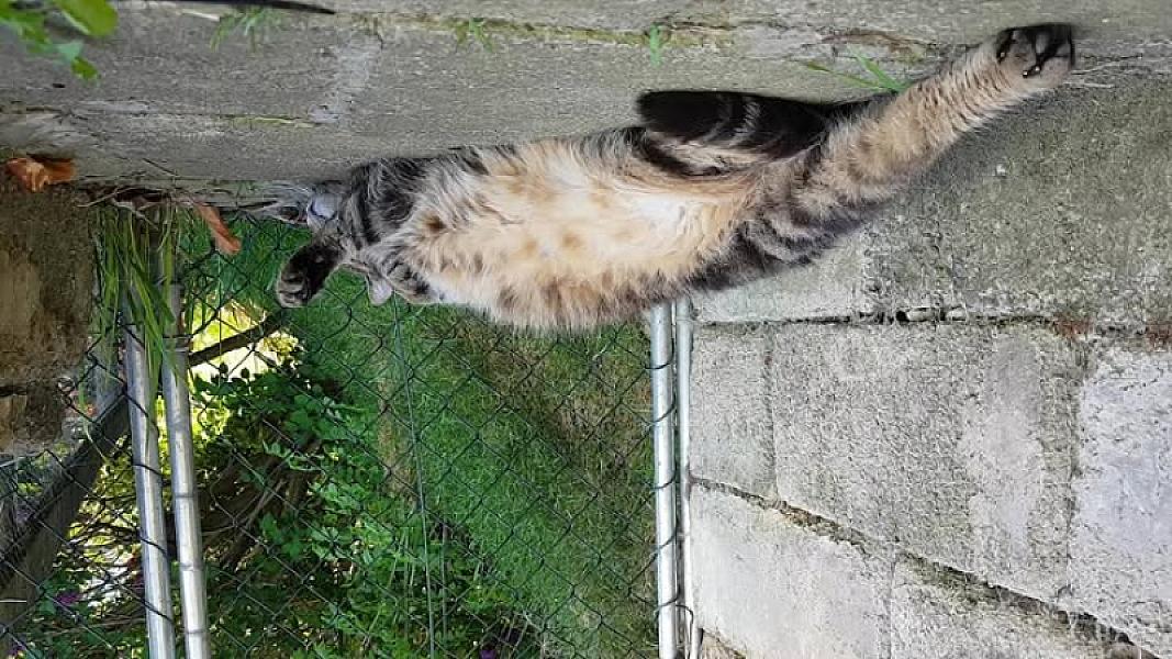 Kattenpraat