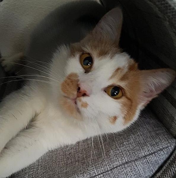 Kattenpraat