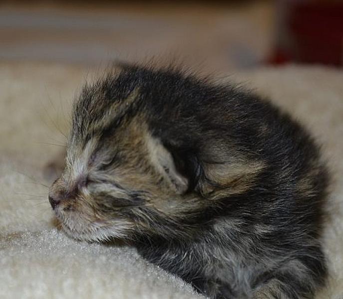 Kattenpraat