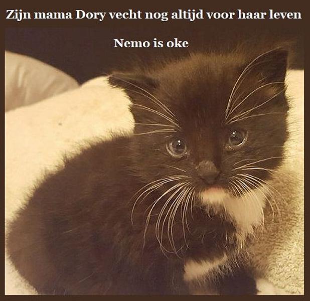 Kattenpraat