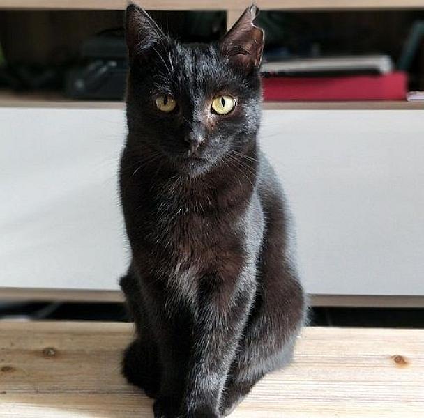 Kattenpraat