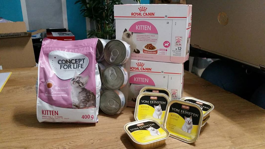 Kattenpraat
