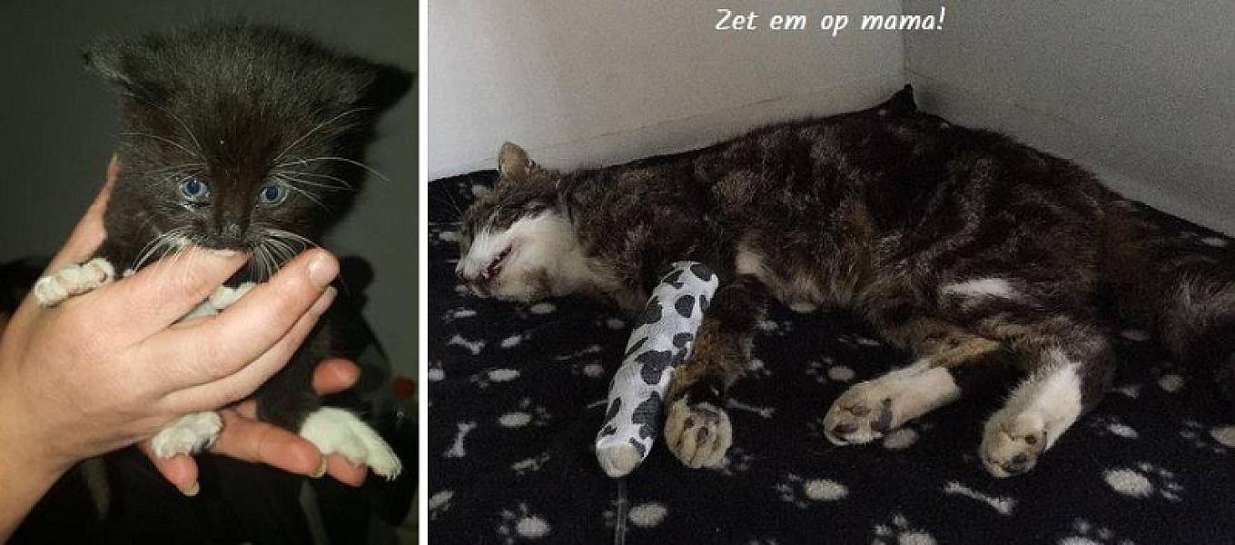 Kattenpraat