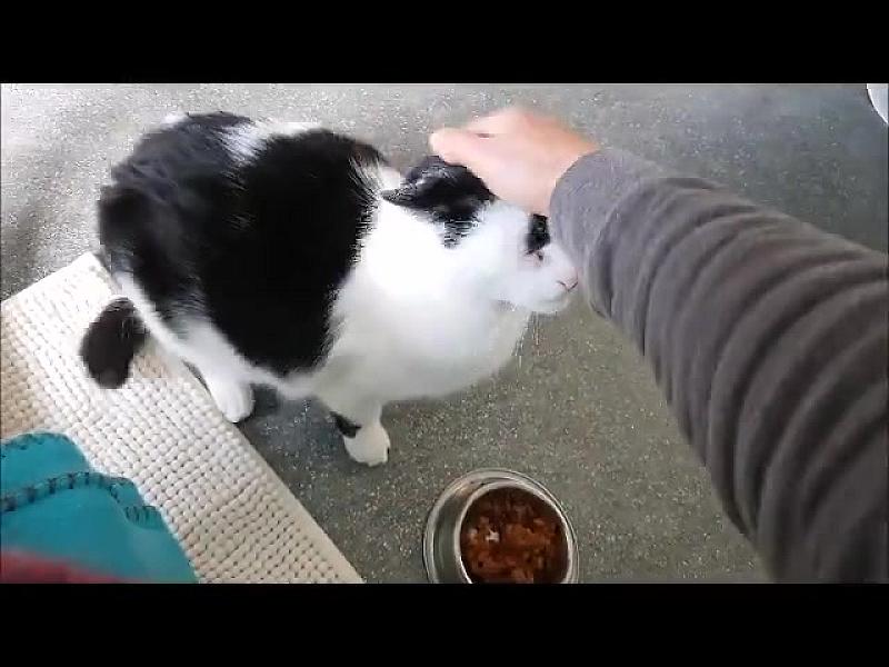 Kattenpraat