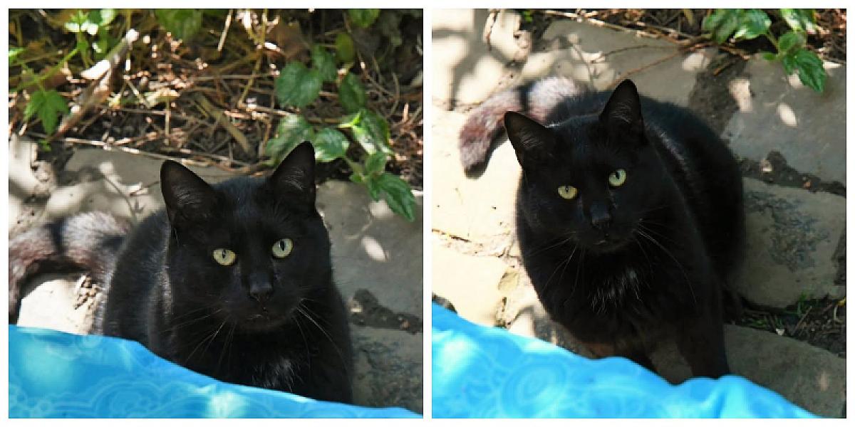 Kattenpraat
