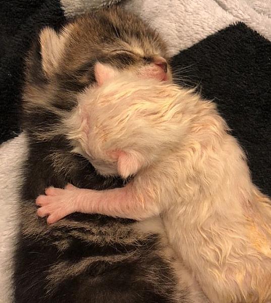 Kattenpraat