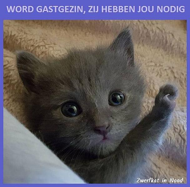 Kattenpraat