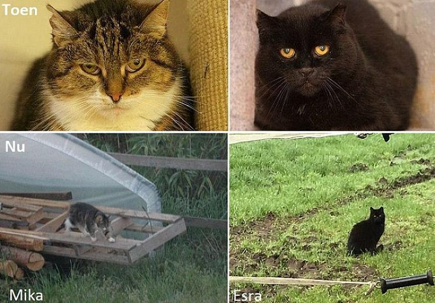 Kattenpraat