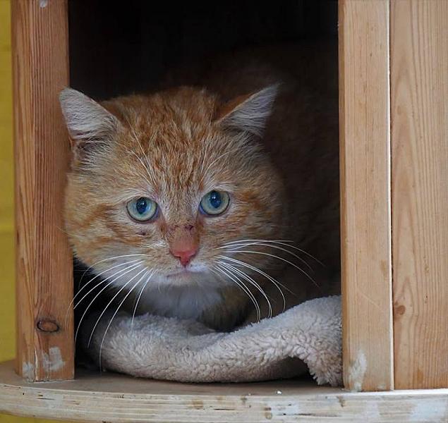Kattenpraat