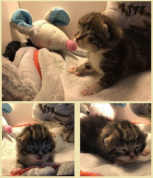 Kattenpraat