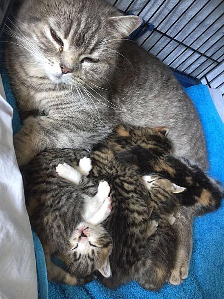 Kattenpraat