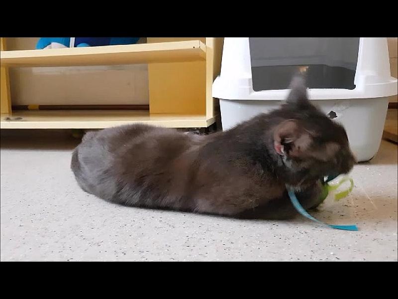 Kattenpraat