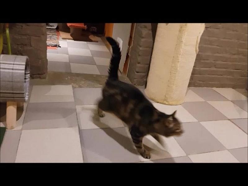Kattenpraat