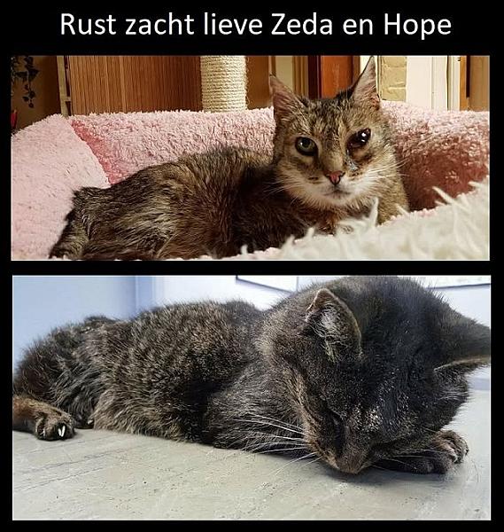 Kattenpraat