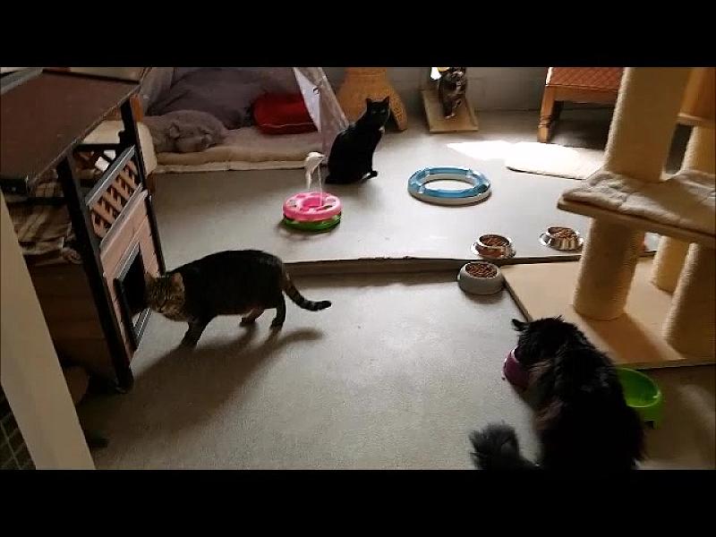 Kattenpraat