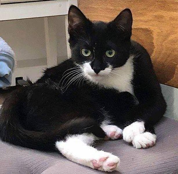 Kattenpraat