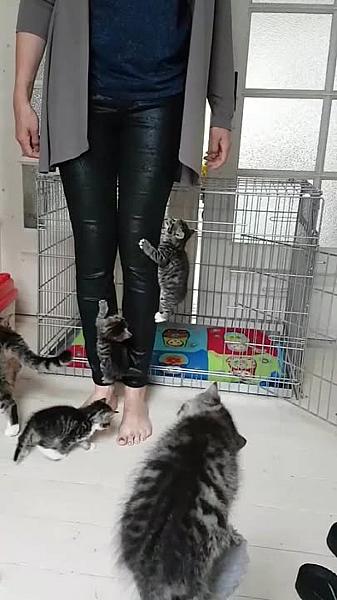 Kattenpraat