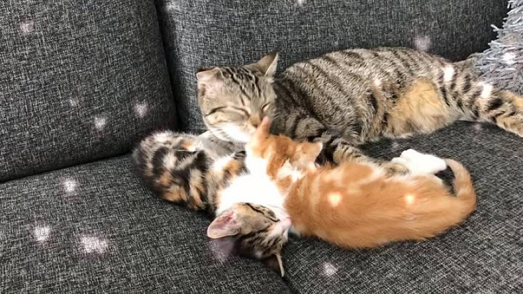 Kattenpraat