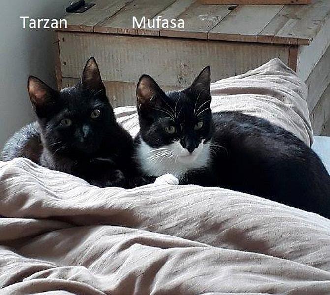 Kattenpraat