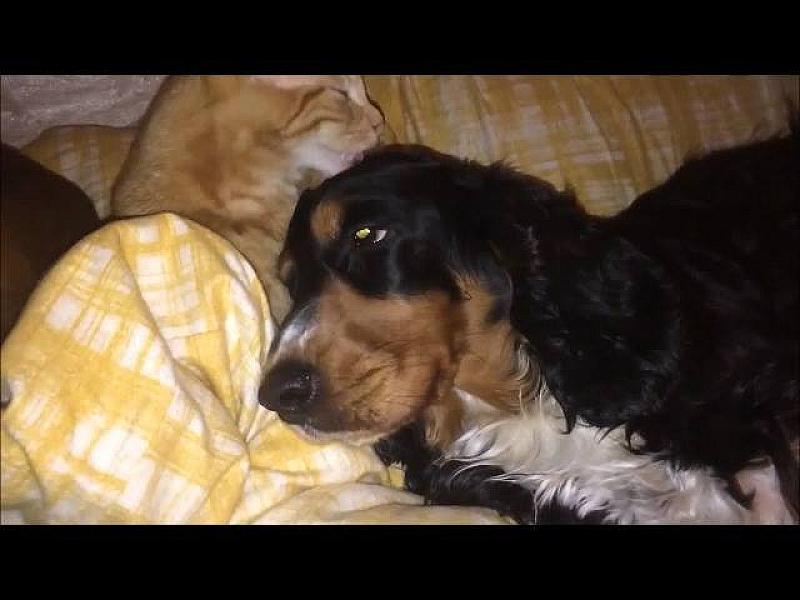 Kattenpraat