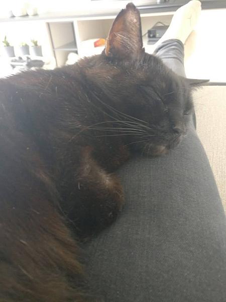 Kattenpraat
